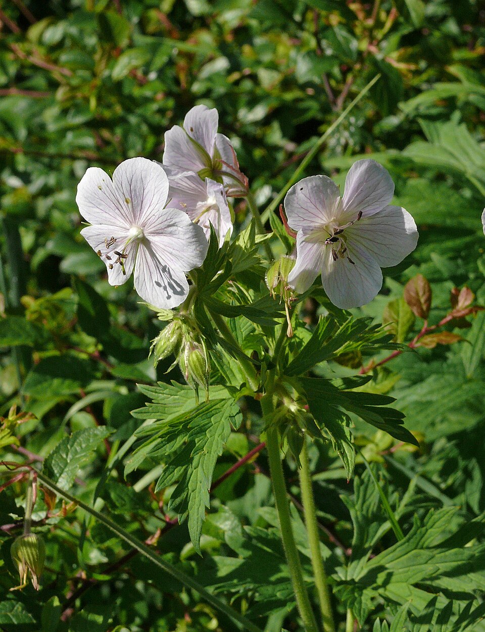 Geranium pratense (Meadow Crane's-bill)