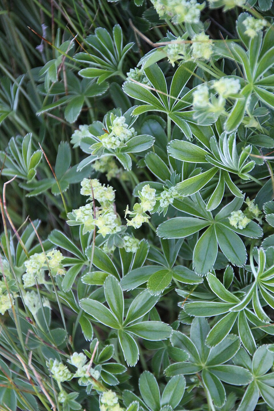 Alchemilla alpina (Alpine Lady's-mantle)
