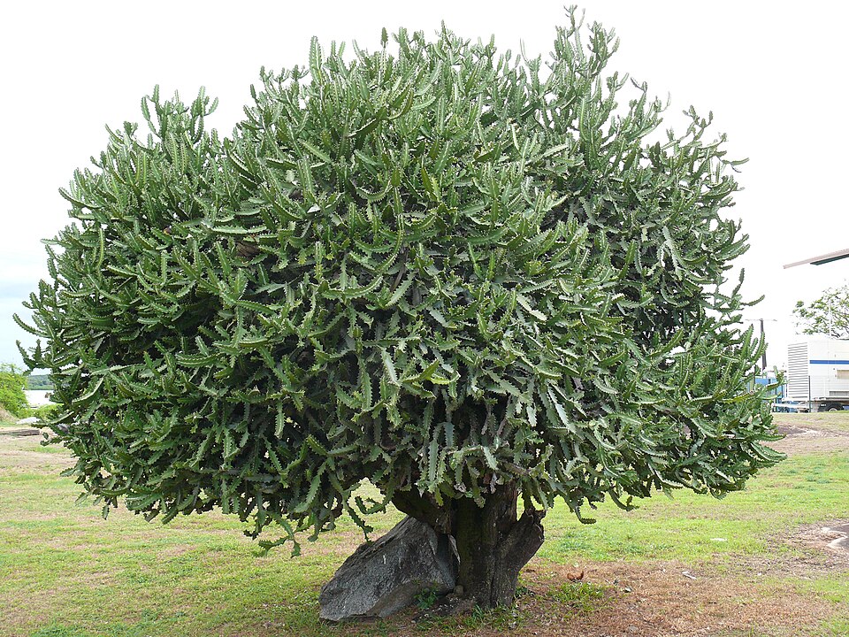 Euphorbia lactea (Dragon Bones) (alternate view 7)