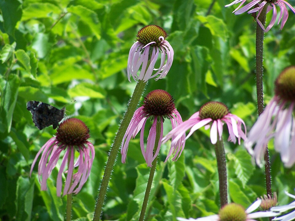 Echinacea pallida (Pale Purple Coneflower) (alternate view 6)