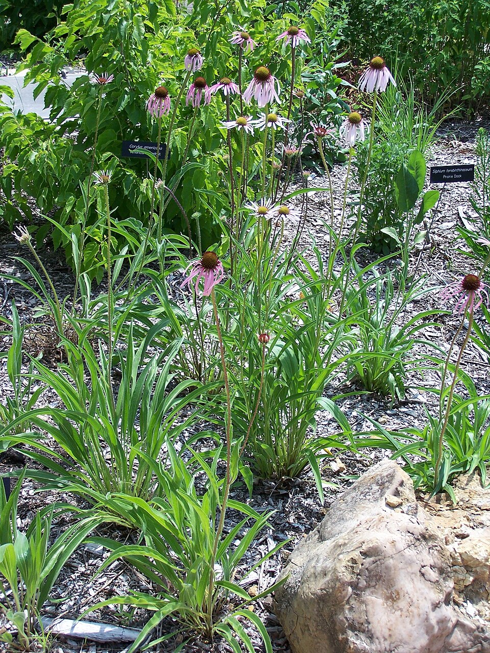 Echinacea pallida (Pale Purple Coneflower) (alternate view 7)