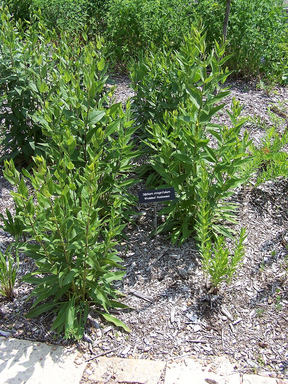 Silphium integrifolium (prairie rosinweed) (alternate view 2)