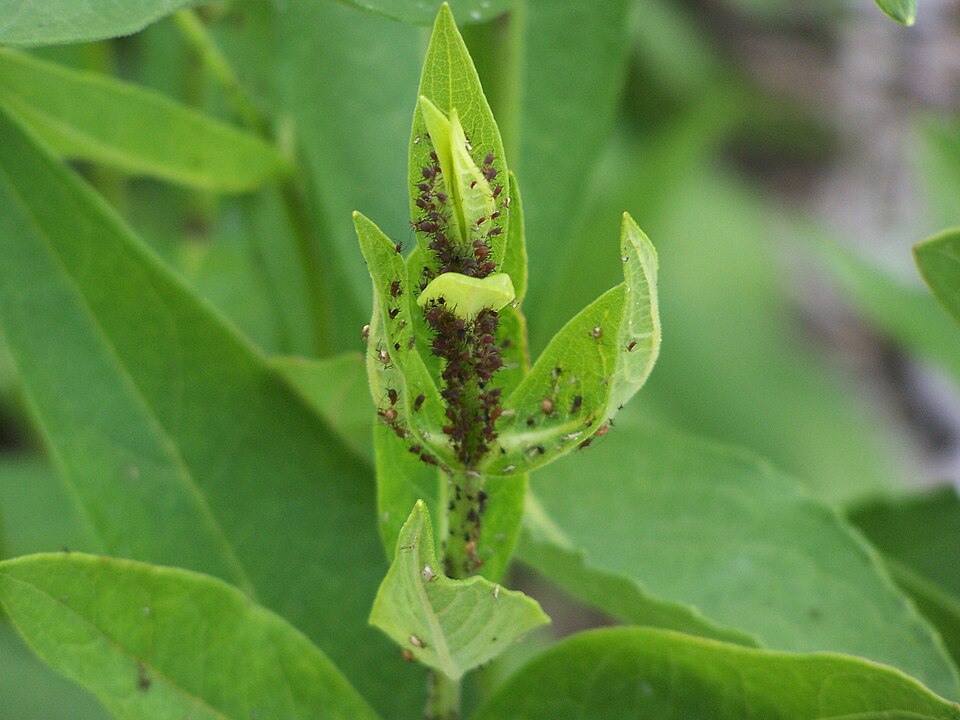 Silphium integrifolium (prairie rosinweed) (alternate view 3)