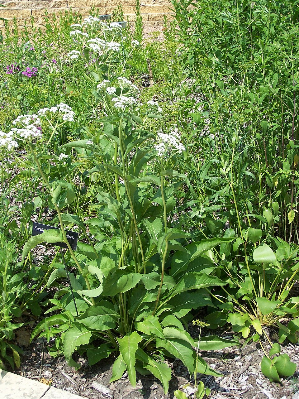 Parthenium integrifolium (wild quinine)