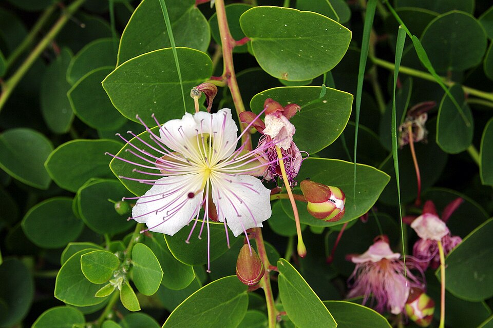 Capparis (Caperbushes)