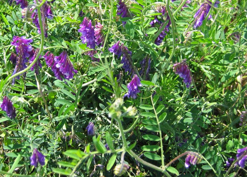 Vicia villosa (woolly vetch) (alternate view 6)