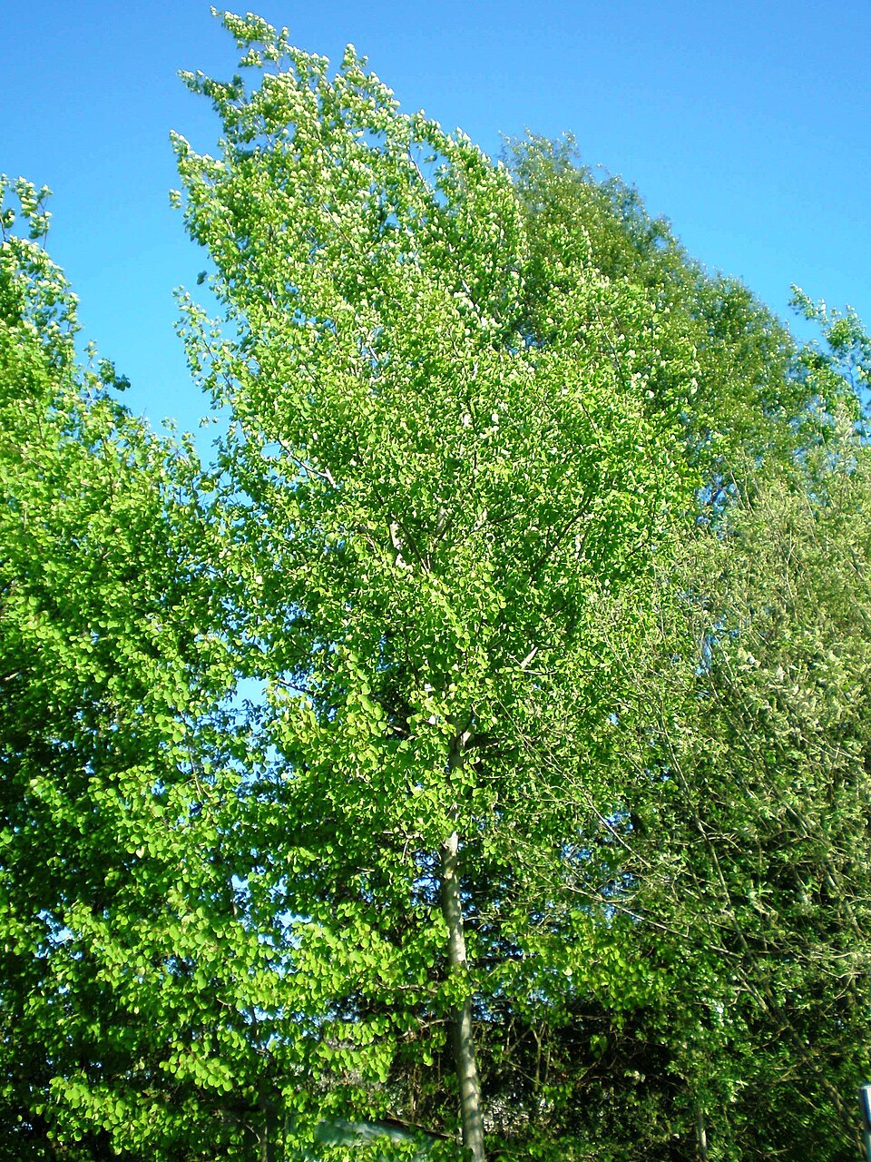 Populus tremula (European aspen)