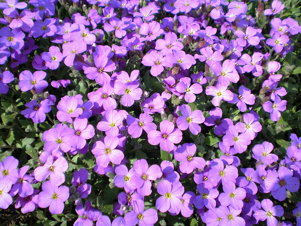 Aubrieta deltoidea (purple rock cress)