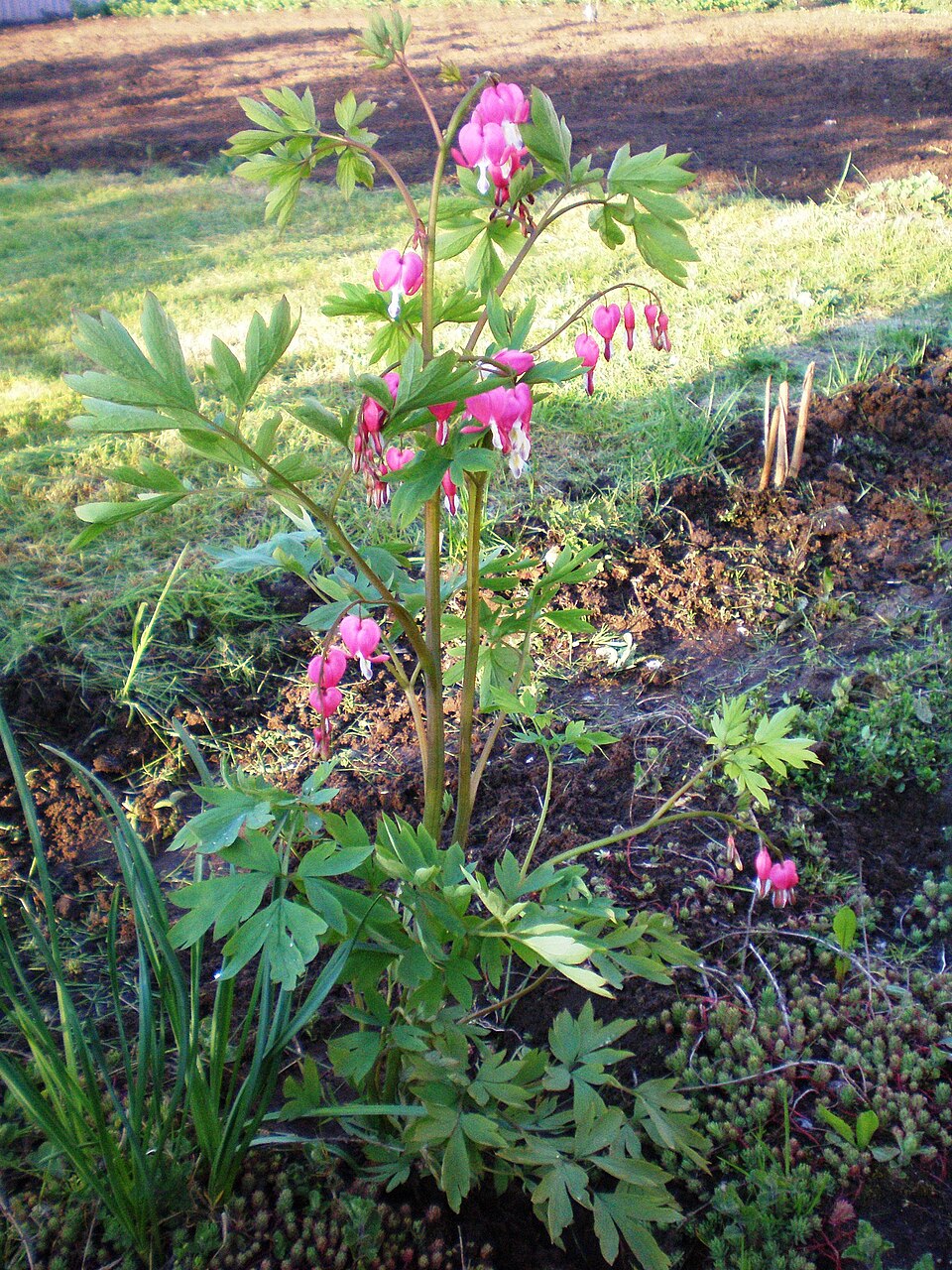 Lamprocapnos spectabilis (bleeding heart)