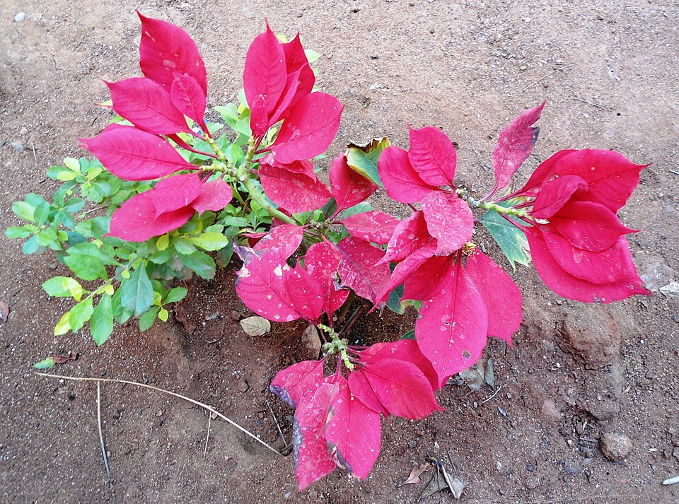 Euphorbia pulcherrima (Poinsettia) (alternate view 8)