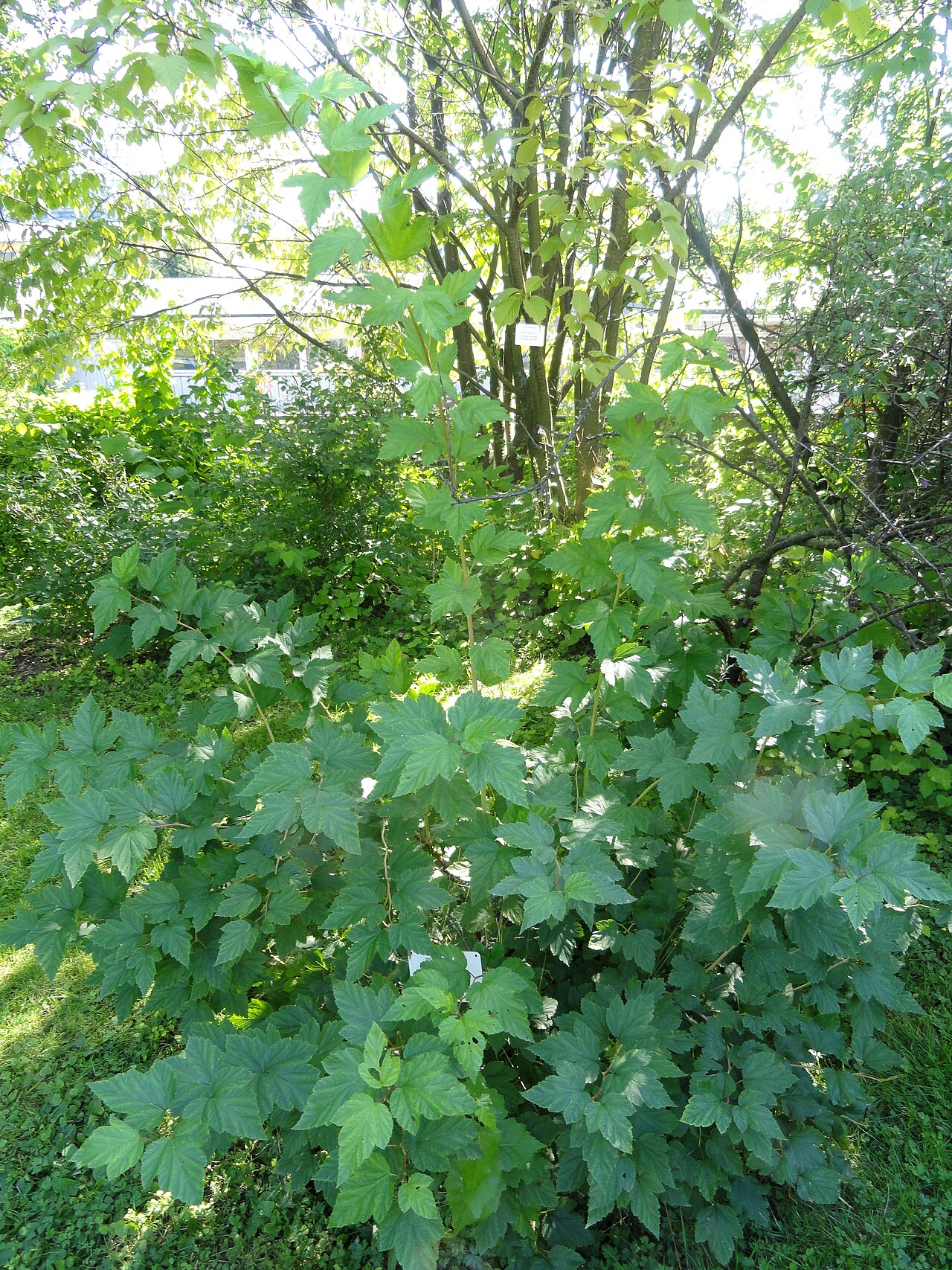 Physocarpus opulifolius, Common ninebark — spreading deciduous (Rosaceae) (image 2 of 10)