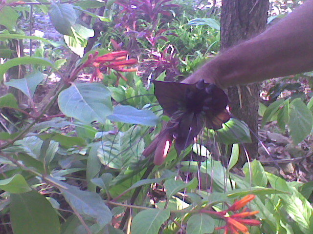 Hamelia (alternate view 2)