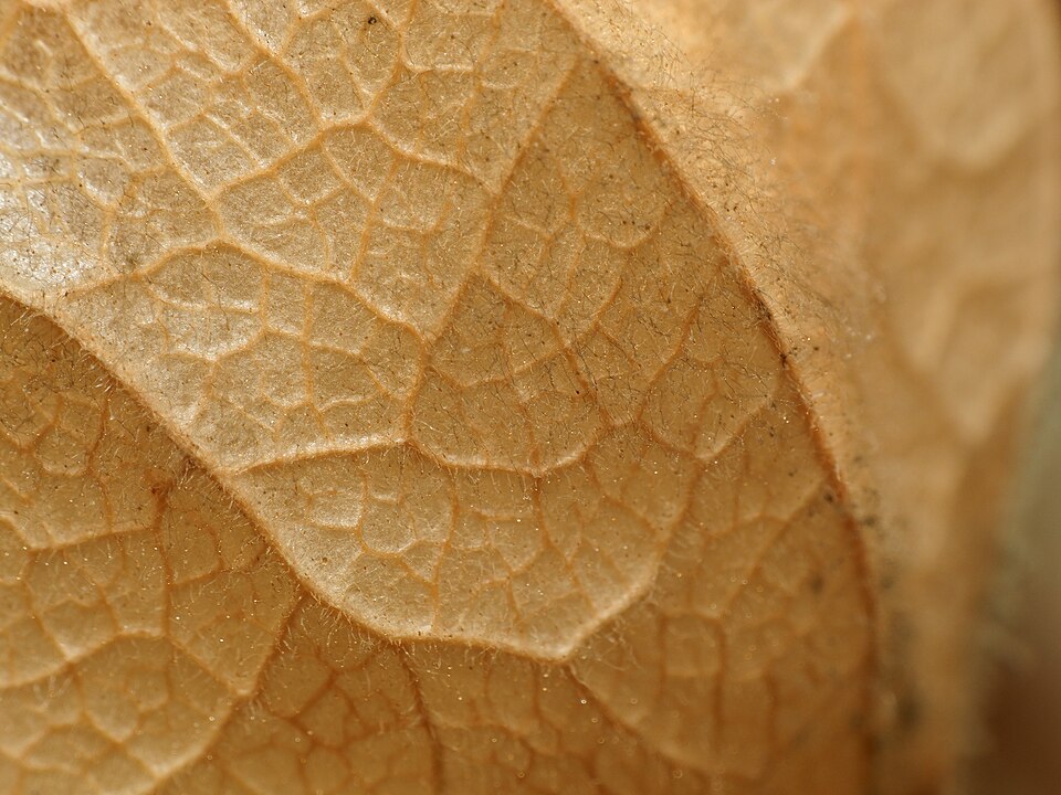 Physalis (groundcherries)