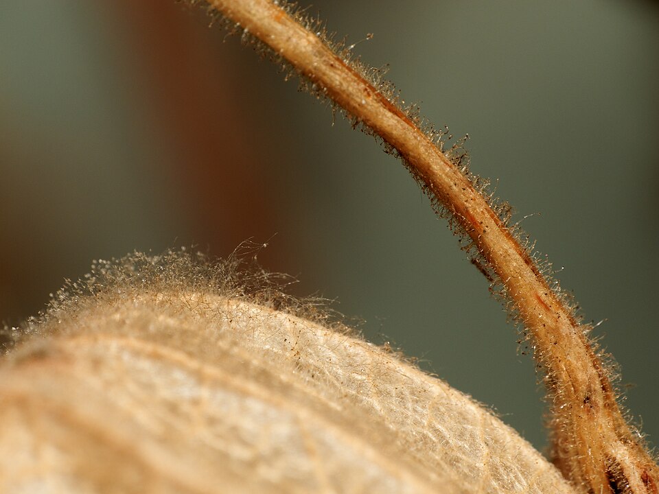 Physalis (groundcherries) (alternate view 2)