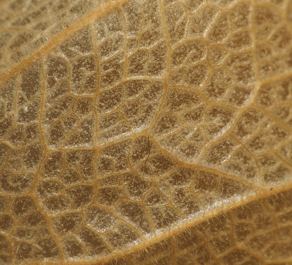 Physalis (groundcherries) (alternate view 4)