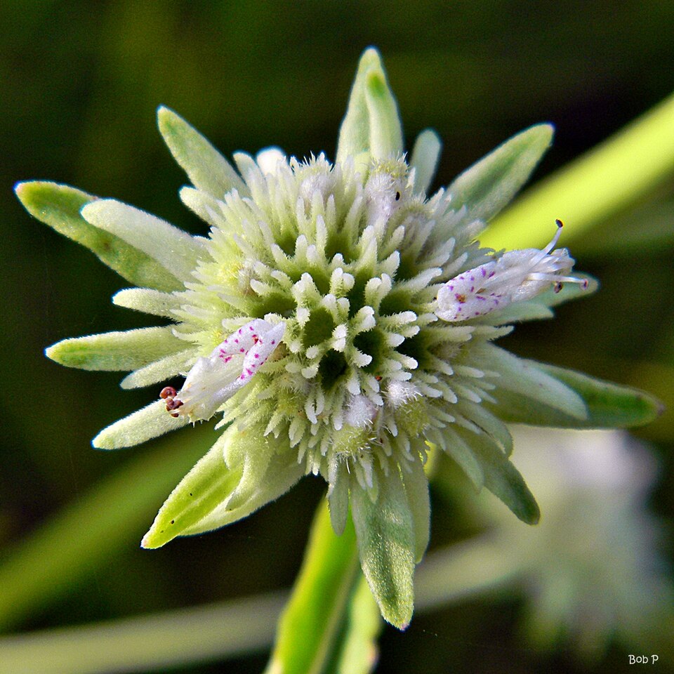 Hyptis alata (Musky mint) (alternate view 6)