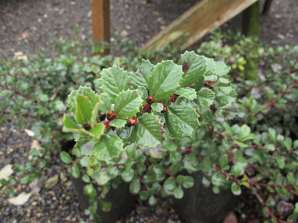 Ceanothus gloriosus (Point Reyes ceanothus) (alternate view 6)