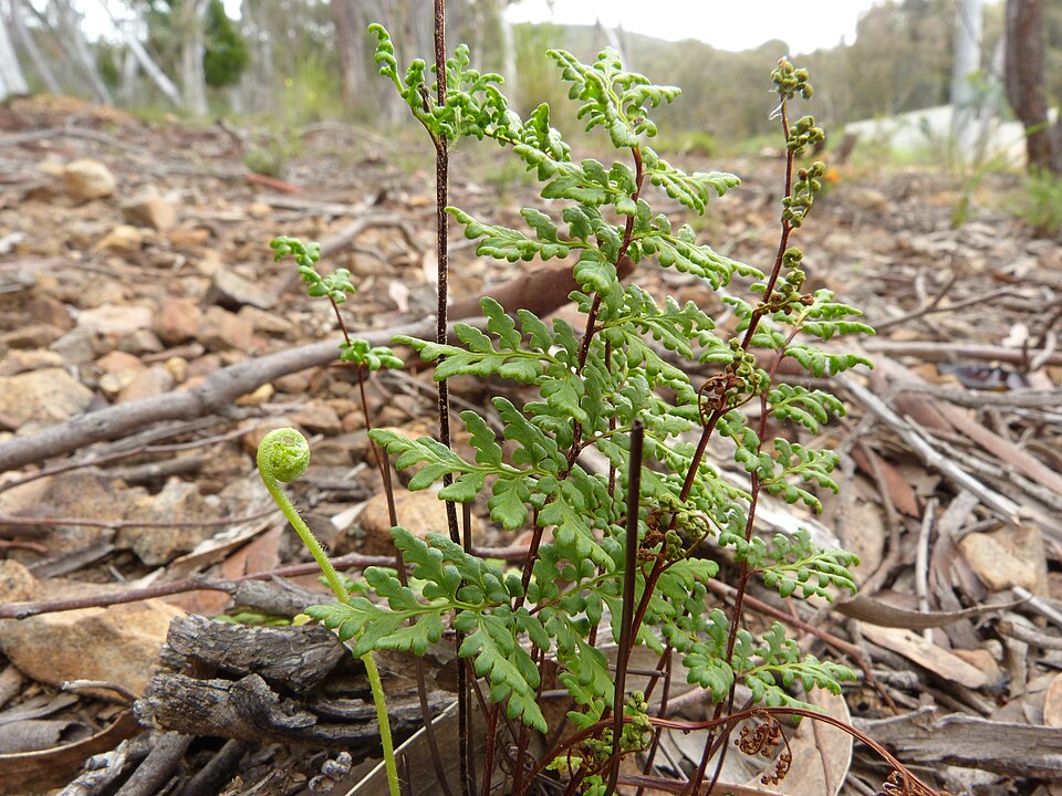 Cheilanthes austrotenuifolia (Rock Fern) (alternate view 6)