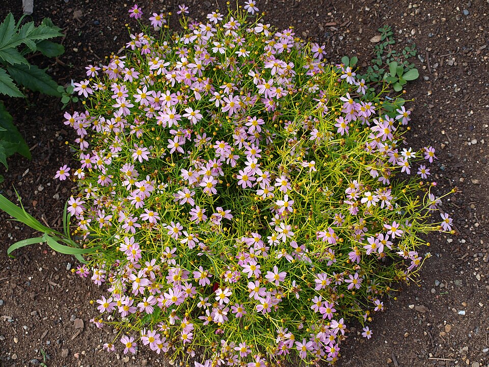 Coreopsis rosea (Pink Tickseed) (alternate view 6)