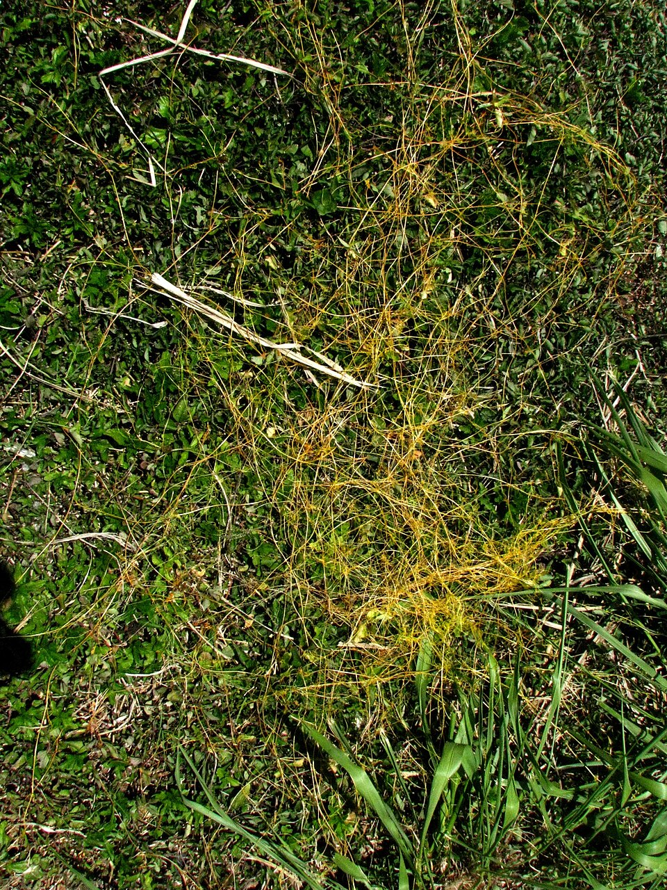 Megathyrsus maximus (Guinea Grass)