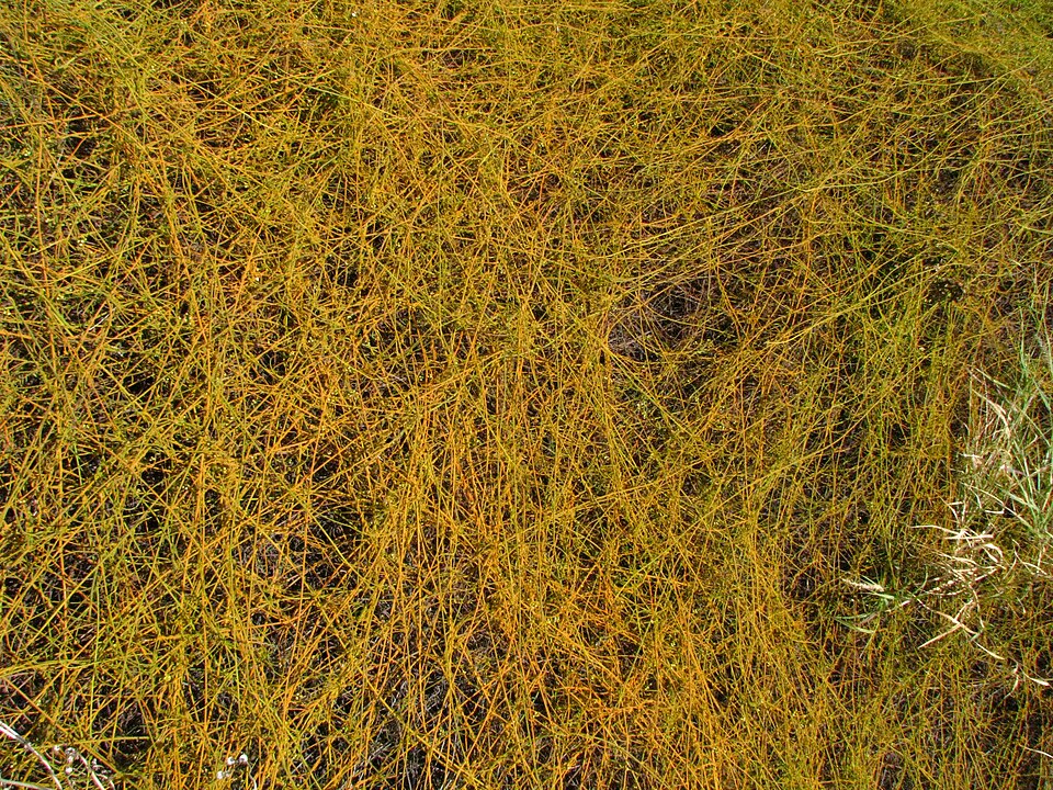 Cassytha filiformis (laurel dodder) (alternate view 9)