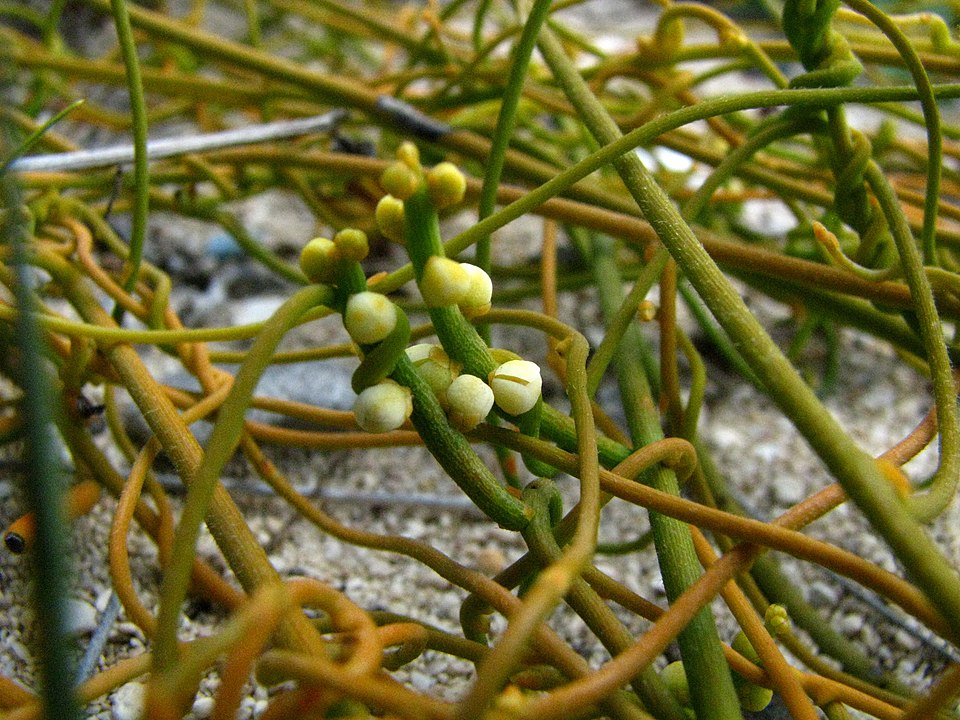Cassytha filiformis (laurel dodder) (alternate view 10)