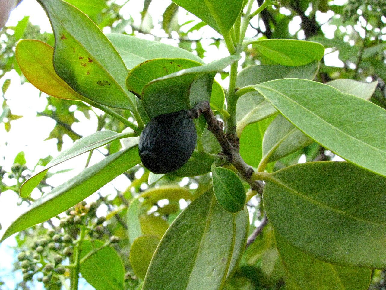 Santalum paniculatum, Hawaiian sandalwood — upright evergreen (Santalaceae) (image 3 of 10)