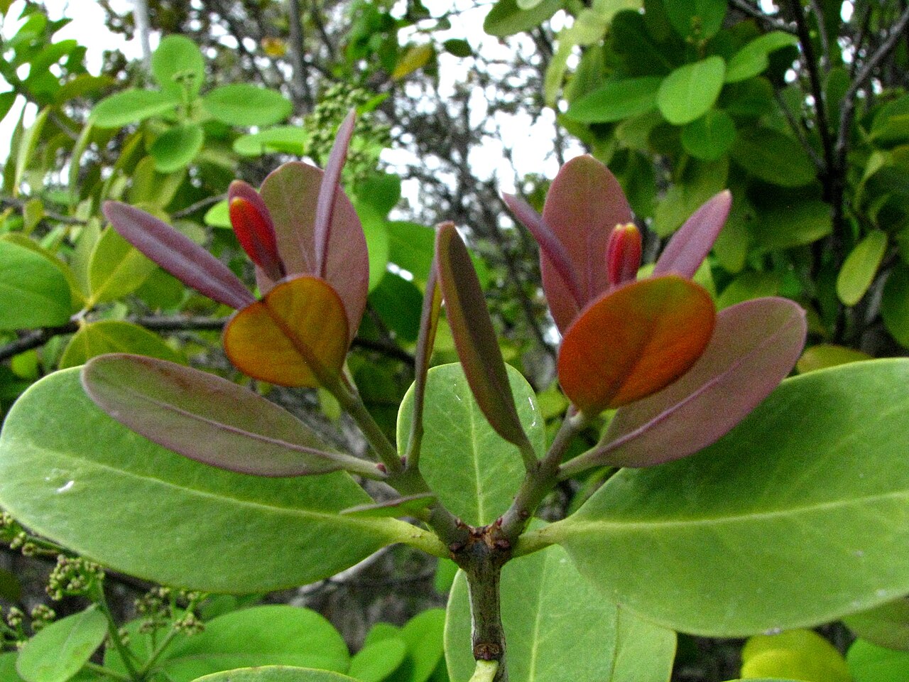 Santalum paniculatum, Hawaiian sandalwood — upright evergreen (Santalaceae) (image 4 of 10)