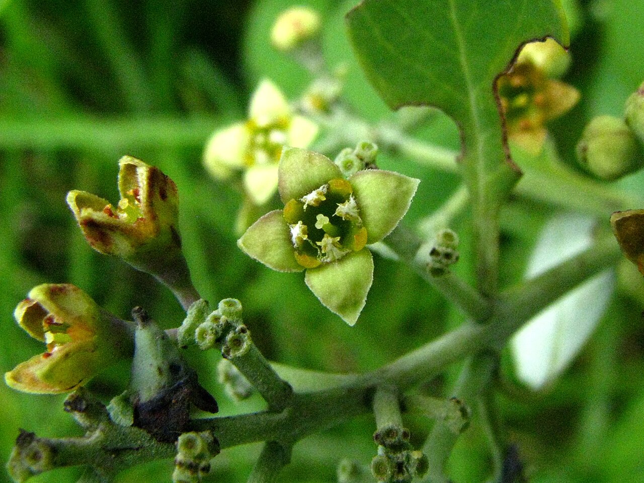Santalum paniculatum, Hawaiian sandalwood — upright evergreen (Santalaceae) (image 5 of 10)