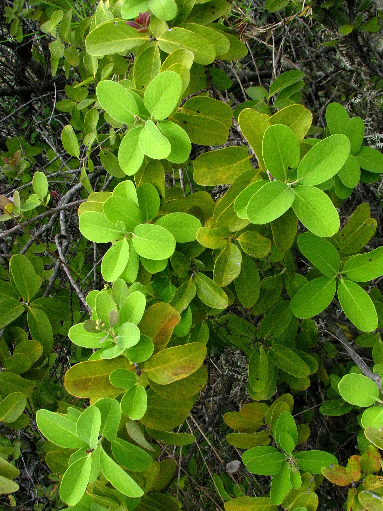 Santalum paniculatum, Hawaiian sandalwood — upright evergreen (Santalaceae) (image 6 of 10)