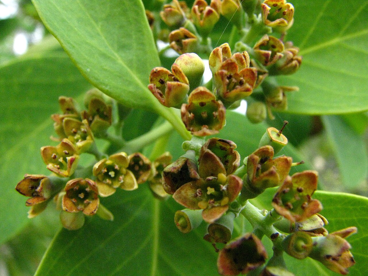 Santalum paniculatum, Hawaiian sandalwood — upright evergreen (Santalaceae) (image 7 of 10)