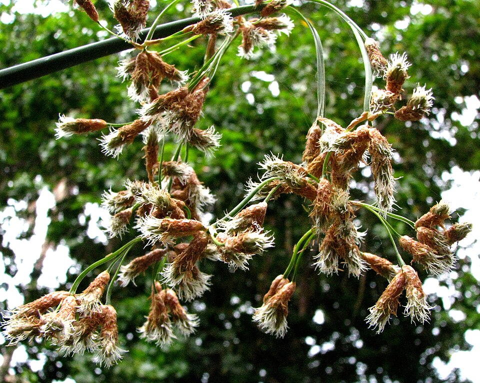 Schoenoplectus tabernaemontani (Soft-stem Bullrush) (alternate view 13)