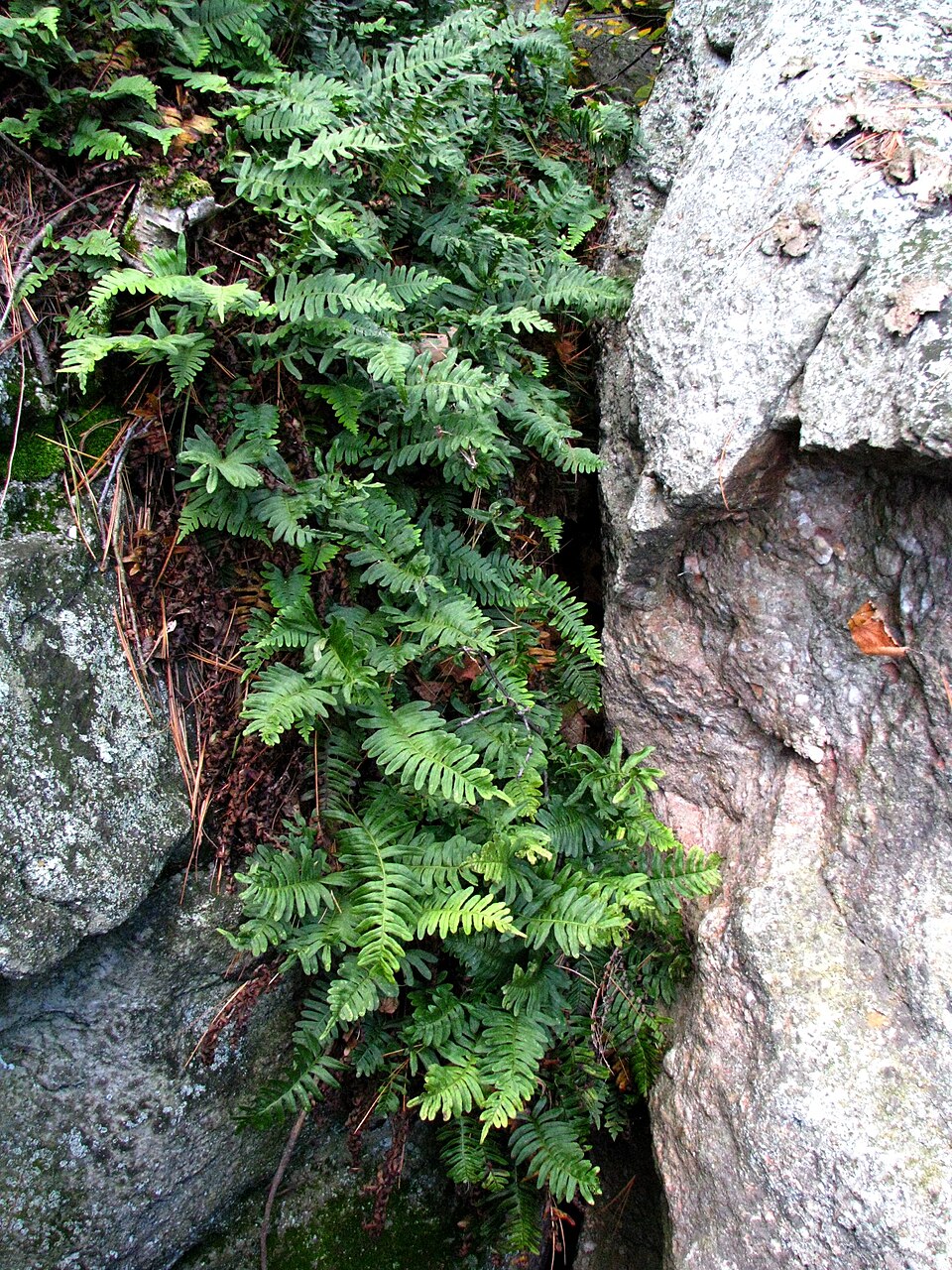 Polypodium virginianum (rock polypody)