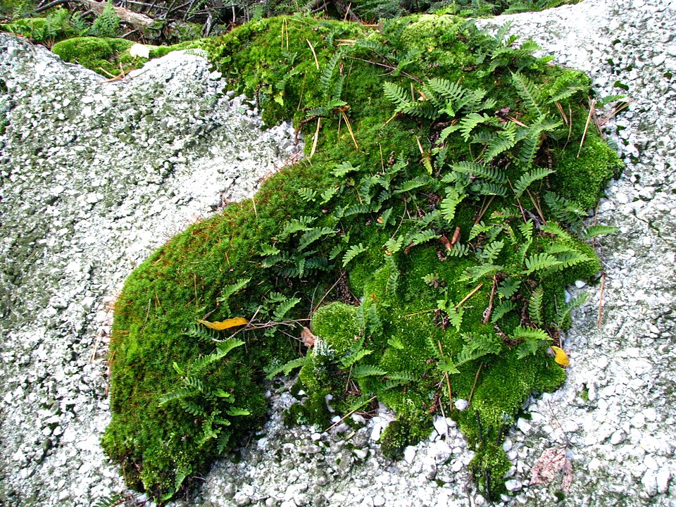 Polypodium virginianum (rock polypody)