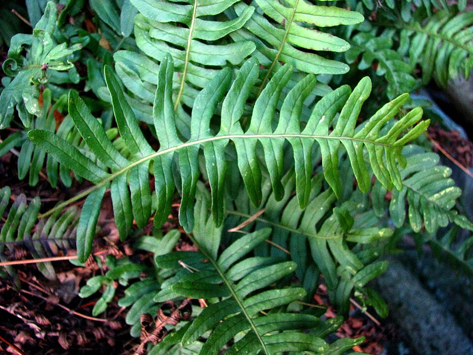 Polypodium virginianum (rock polypody)
