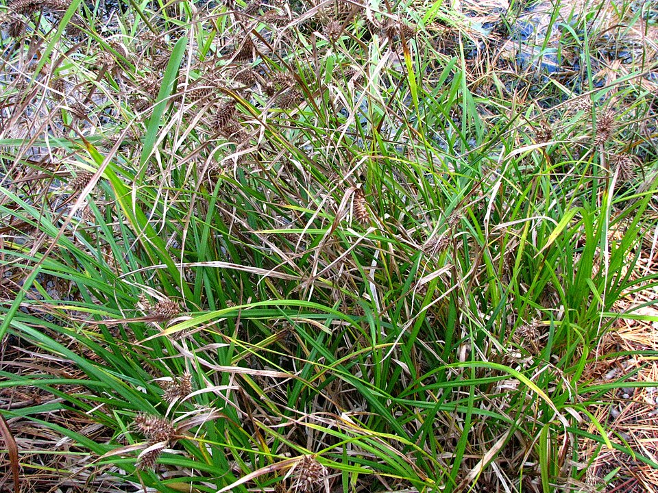 Carex lurida (sallow sedge) (alternate view 6)