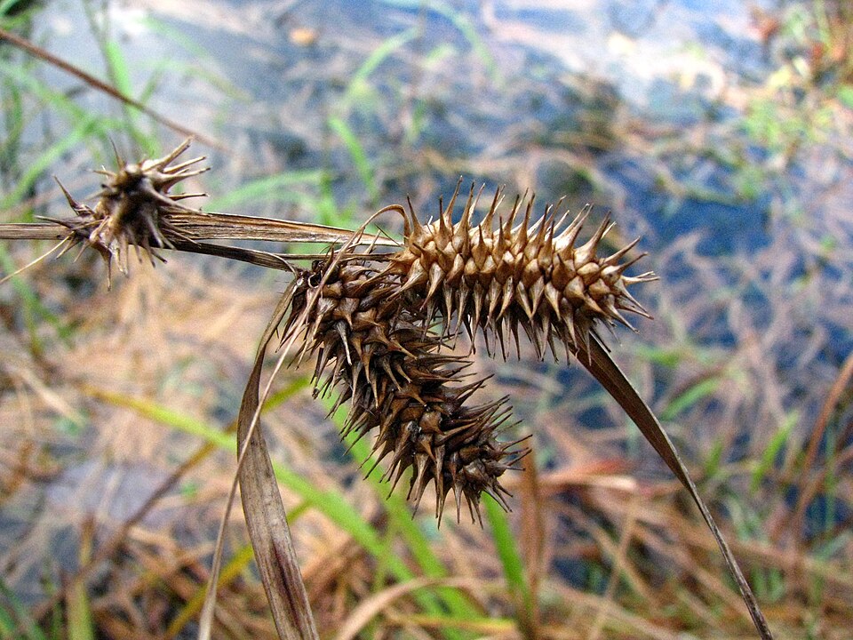 Carex lurida (sallow sedge) (alternate view 7)