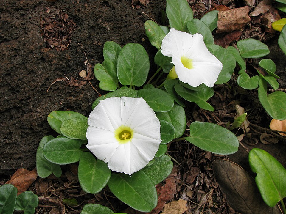 Ipomoea imperati (beach morning-glory) (alternate view 3)