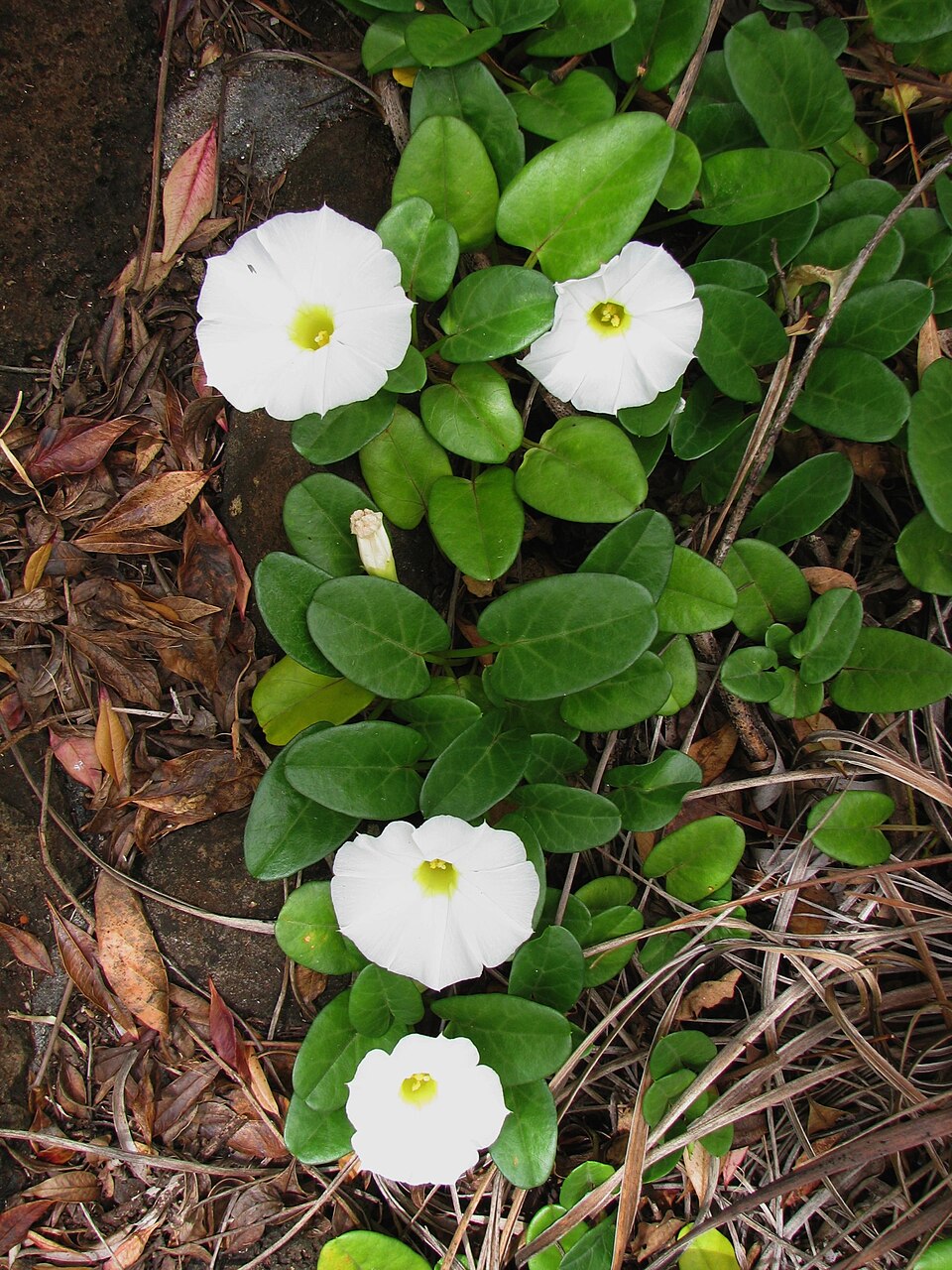 Ipomoea imperati (beach morning-glory) (alternate view 4)