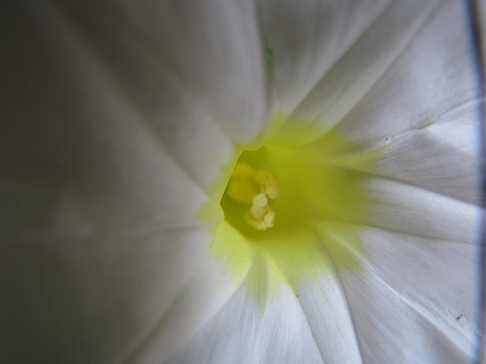 Ipomoea imperati (beach morning-glory) (alternate view 5)