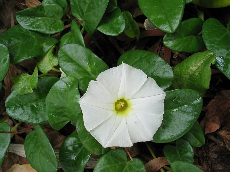 Ipomoea imperati (beach morning-glory) (alternate view 6)