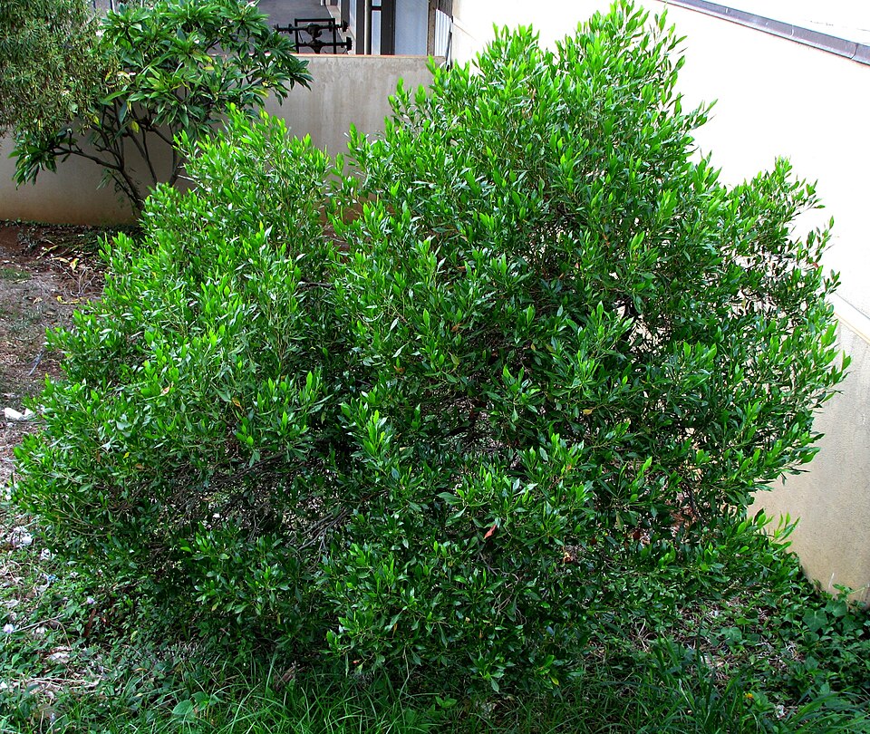 Dodonaea viscosa (Akeake)