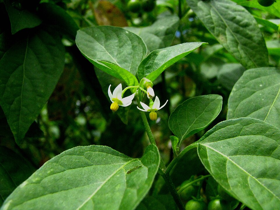 Solanum americanum (American black nightshade)