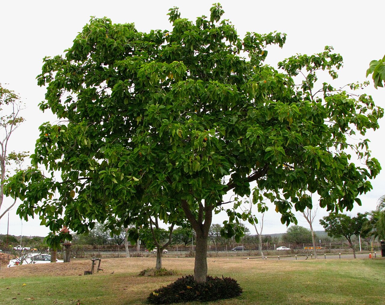 Cordia subcordata, Kou — spreading evergreen (Boraginaceae) (image 5 of 6)