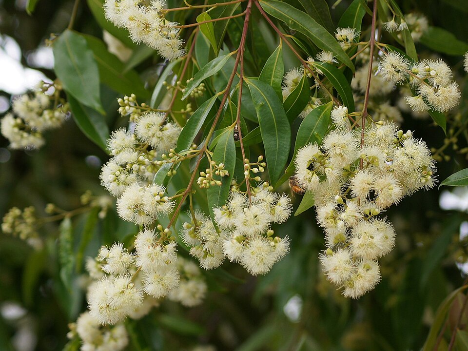Syzygium floribundum (weeping lilli pilli) (alternate view 8)