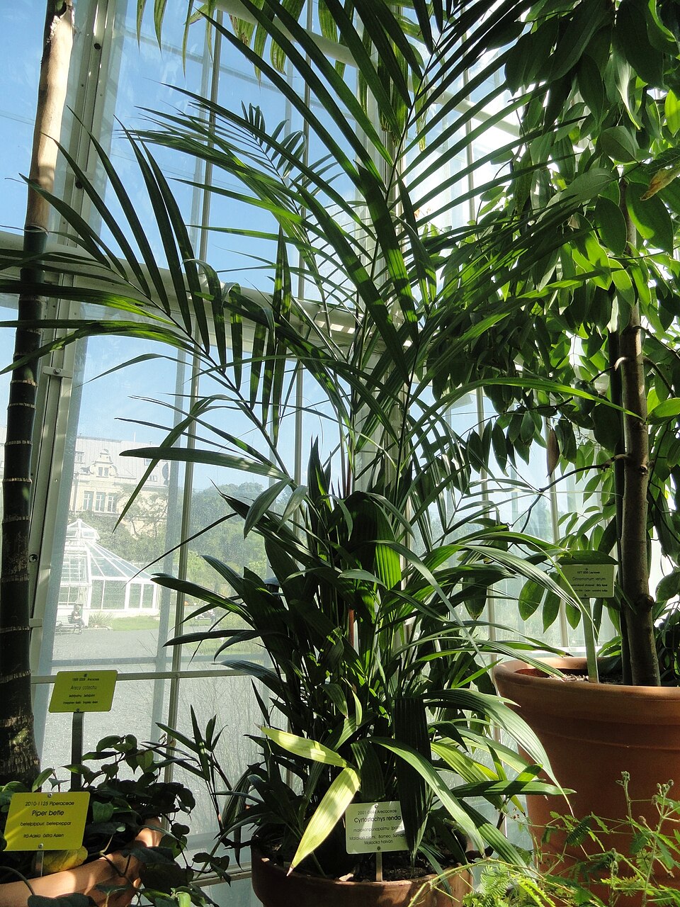 Cyrtostachys renda (Sealing Wax Palm) (alternate view 9)