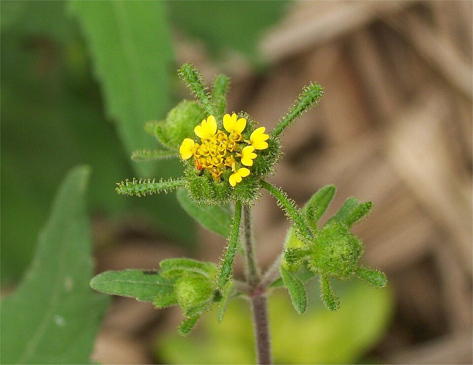 Sigesbeckia orientalis (Eastern St Paul's-wort) (alternate view 9)
