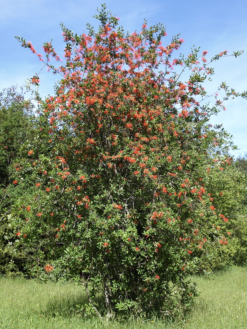 Embothrium coccineum (Chilean fire tree) (alternate view 4)