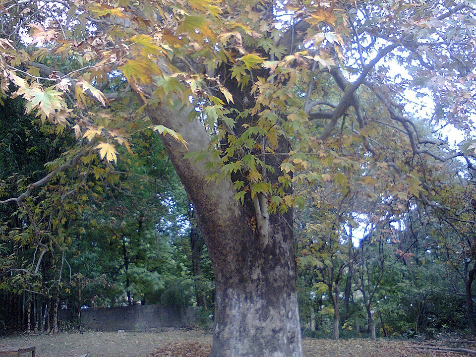 Platanus orientalis (Oriental Plane)