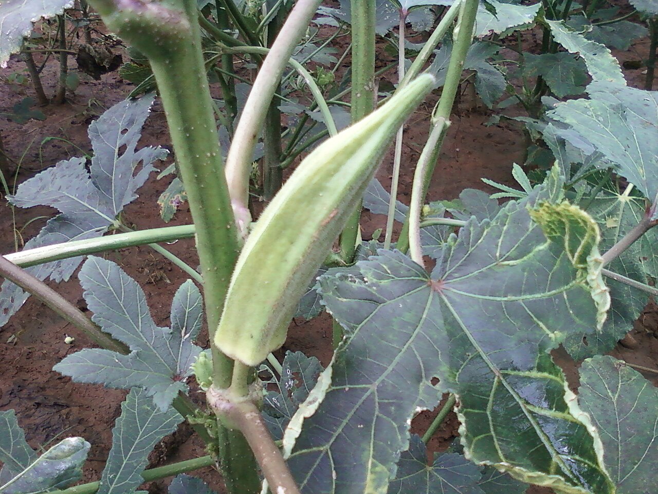 Abelmoschus esculentus, Okra — upright deciduous (Malvaceae) (image 1 of 9)